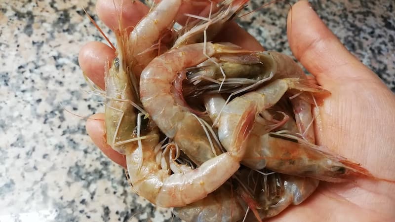 تصویر 1 از میگو صورتی بندر عباس صید شده از آب‌های خلیج فارس